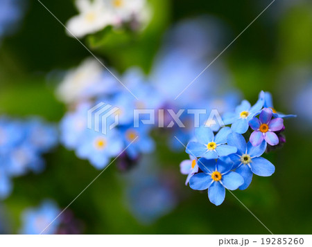 Forget me not flowers 19285260