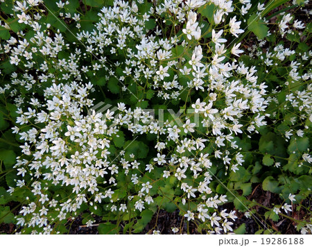 Blooming saxifrage, Saxifraga aff. Cherlerioides 19286188