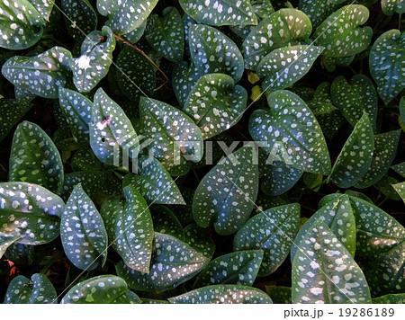 Pulmonaria sugar, or spotted Pulmonaria saccharata 19286189