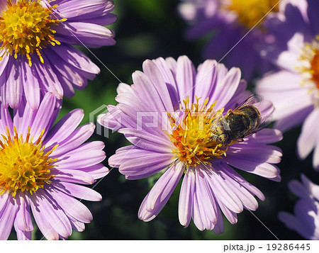 purple Chrysanthemums flowers with bee purple Chrysanthemums flowers with bee 19286445