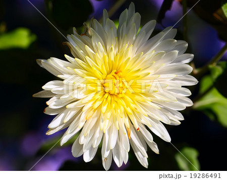 white chrysanthemum white chrysanthemum 19286491
