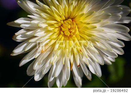 white chrysanthemum 19286492