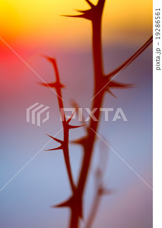 abstract silhouette spikes at sunset 19286561