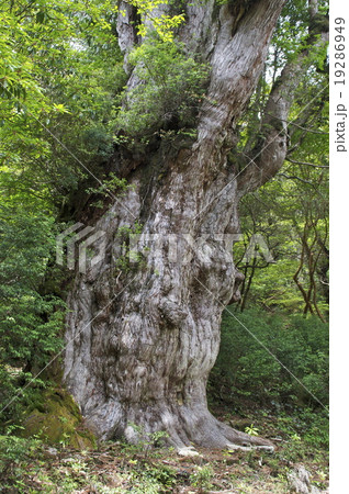 屋久島　縄文杉　世界遺産　生命／神秘イメージ 19286949
