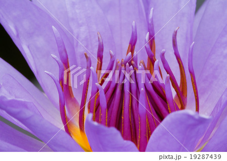 Purple lotus. 19287439