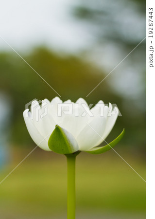 White lotus. 19287443
