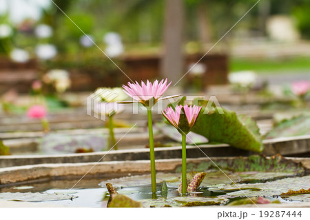 Purple lotus. 19287444