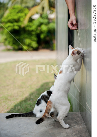 Cute cat playing Cute cat playing 19287850