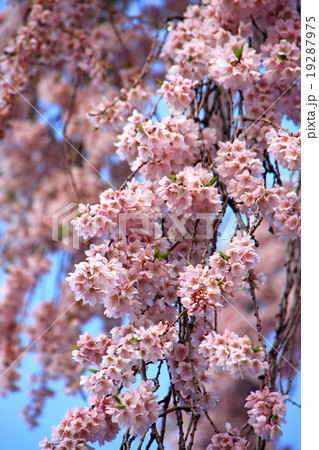 三春の滝桜 19287975