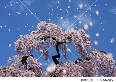 三春の滝桜 三春の滝桜 19288285