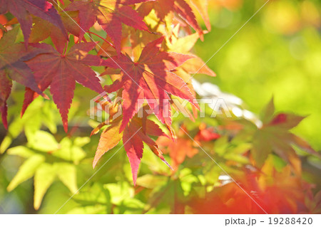 紅葉 19288420