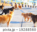 愛媛県 青島（猫島） 船を待つ猫たち 19288560
