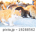 愛媛県 青島（猫島） エサに群がる猫 19288562