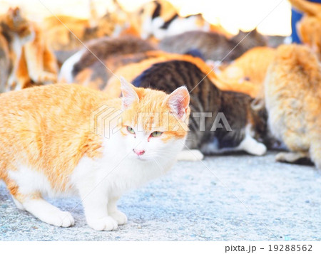 愛媛県 青島(猫島) エサに群がる猫 愛媛県 青島(猫島) エサに群がる猫 19288562