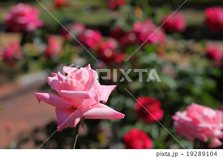 カリネラ・バラの花 カリネラ・バラの花 19289104