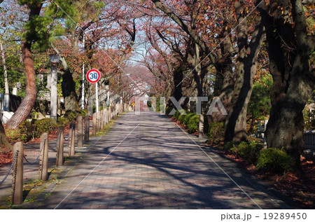 青山霊園の道 青山霊園の道 19289450