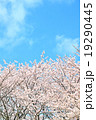 桜 19290445