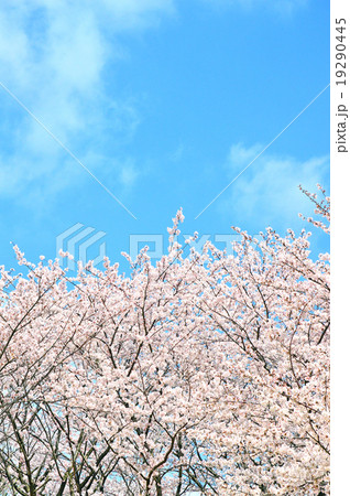 桜 桜 19290445