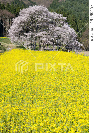 黒部のエドヒガン桜と菜の花畑 19290457
