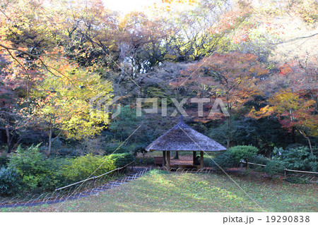 明治神宮御苑の紅葉 19290838