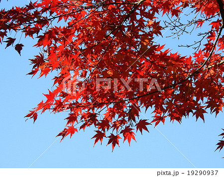 モミジ　（紅葉、黄葉） 19290937