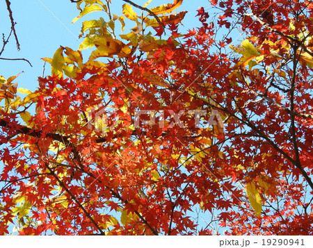 モミジ　（紅葉、黄葉） 19290941