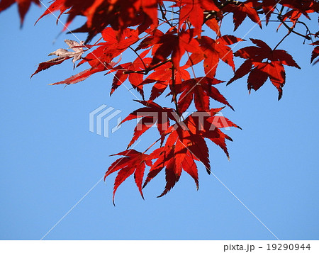 モミジ　（紅葉、黄葉） 19290944