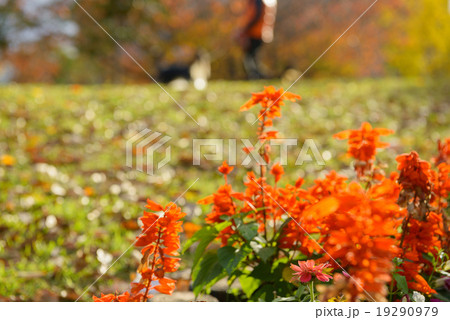 扇町公園 19290979