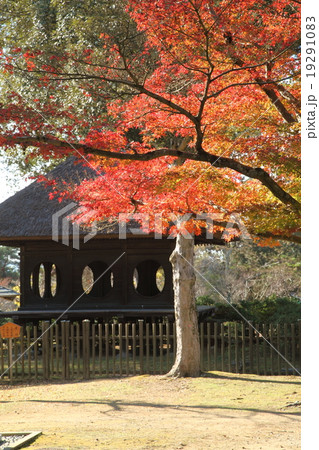 奈良公園の紅葉 奈良公園の紅葉 19291083