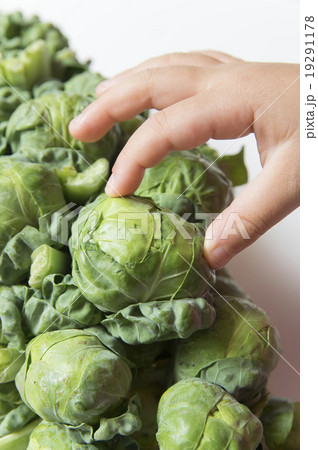 芽キャベツと子供 19291178