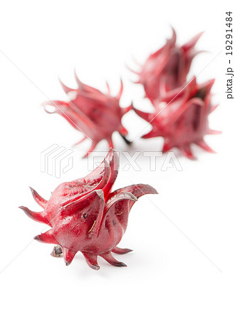 roselle fruit isolated roselle fruit isolated 19291484
