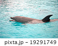イルカ 19291749