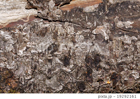 Bark of pine of the trunk. Bark of pine of the trunk. 19292161