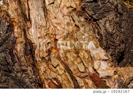 Poplar bark background. Poplar bark background. 19292167