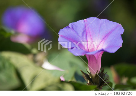 アサガオ 19292720