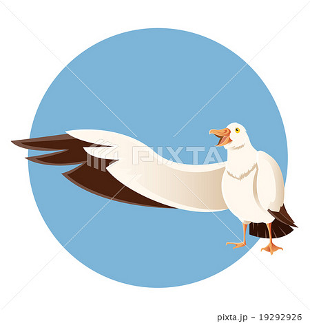 Happy greeting albatross 19292926