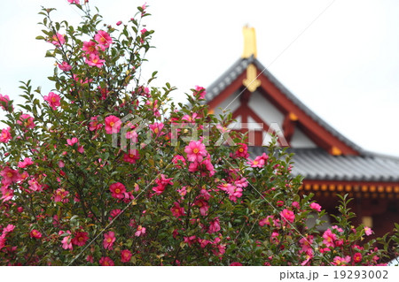 平城京跡朱雀門の山茶花 19293002