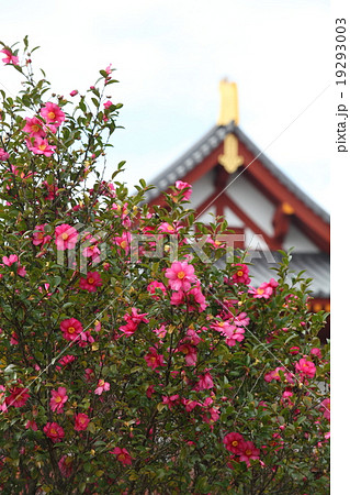 平城京跡朱雀門の山茶花 19293003