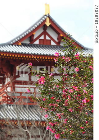 平城京跡朱雀門の山茶花 19293037