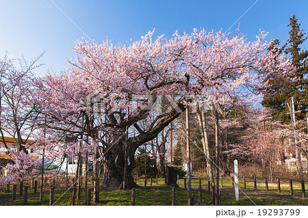 神代桜 19293799