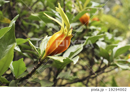 くちなしの実 19294002