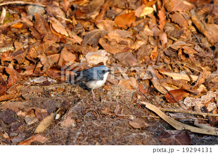 コルリ　雄 19294131