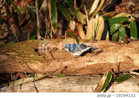 コルリ　雄 19294132