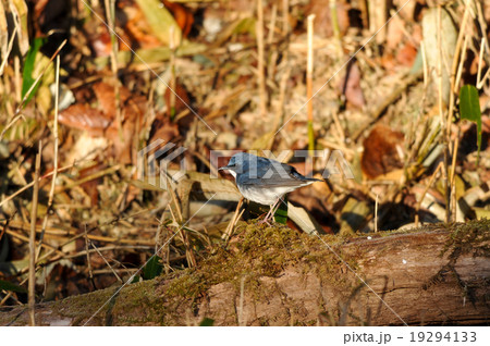 コルリ　雄 19294133