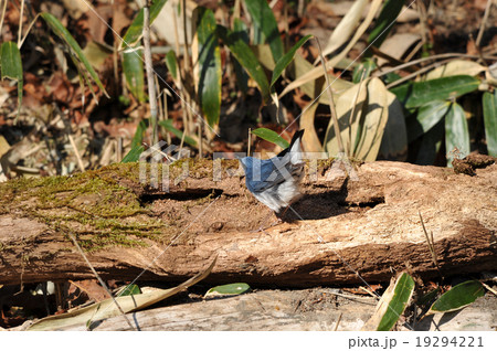 コルリ　雄 19294221