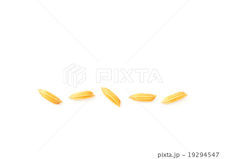 Yellow paddy jasmine rice isolated on white 19294547