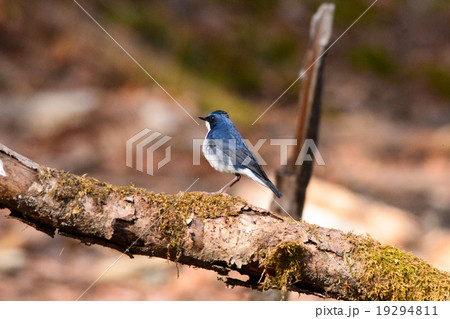 コルリ　雄 19294811