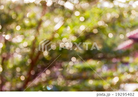 Colourful spark and blow natural bokeh of tree bush for romantic Colourful spark and blow natural bokeh of tree bush for romantic 19295402