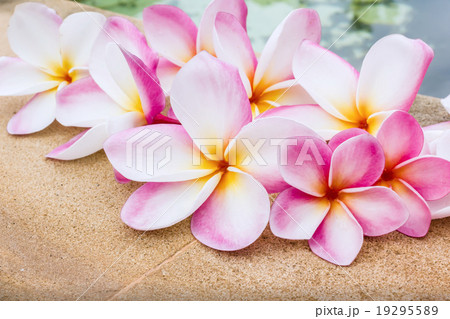 Group of beautiful sweet pink flower plumeria decorated on rock tile beside the pool 19295589
