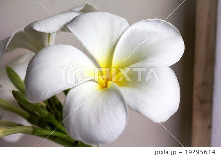 close up eautiful charming white flower plumeria 19295614